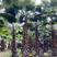 4米杆高老人葵.4米杆高华棕.4米杆高华盛顿葵.棕榈树.
