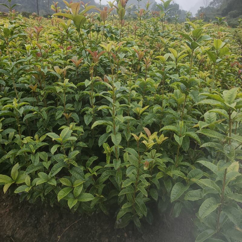 四季桂花苗，苗子健康无病根须好易成活