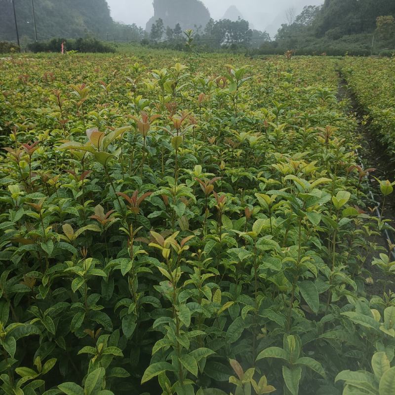 四季桂花苗，苗子健康无病根须好易成活