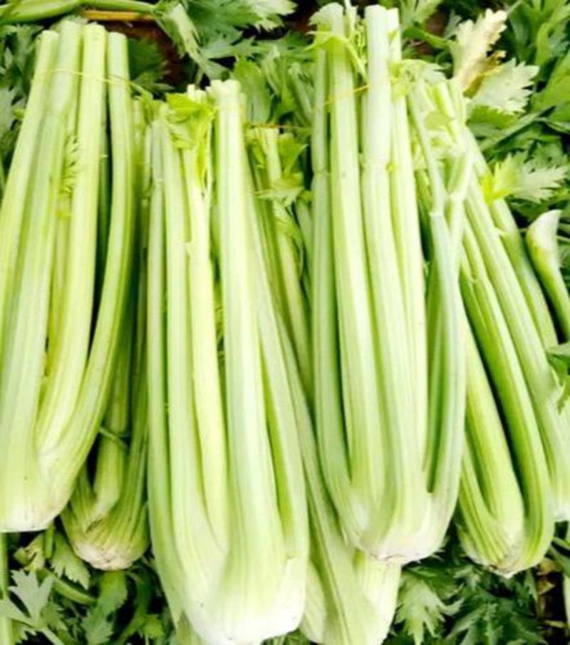 皇后芹菜种子原装西芹种子耐热芹菜100克装量大优惠