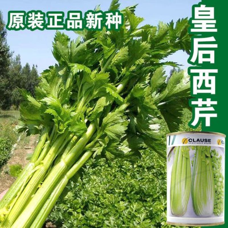 皇后芹菜种子原装西芹种子耐热芹菜100克装量大优惠