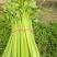 皇后芹菜种子原装西芹种子耐热芹菜100克装量大优惠