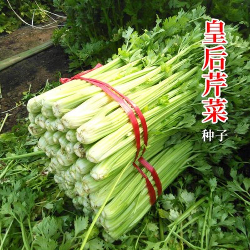 皇后芹菜种子原装西芹种子耐热芹菜100克装量大优惠