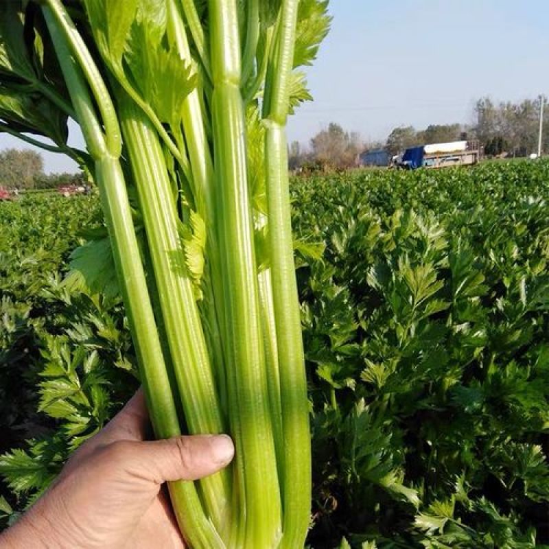 皇后芹菜种子原装西芹种子耐热芹菜100克装量大优惠