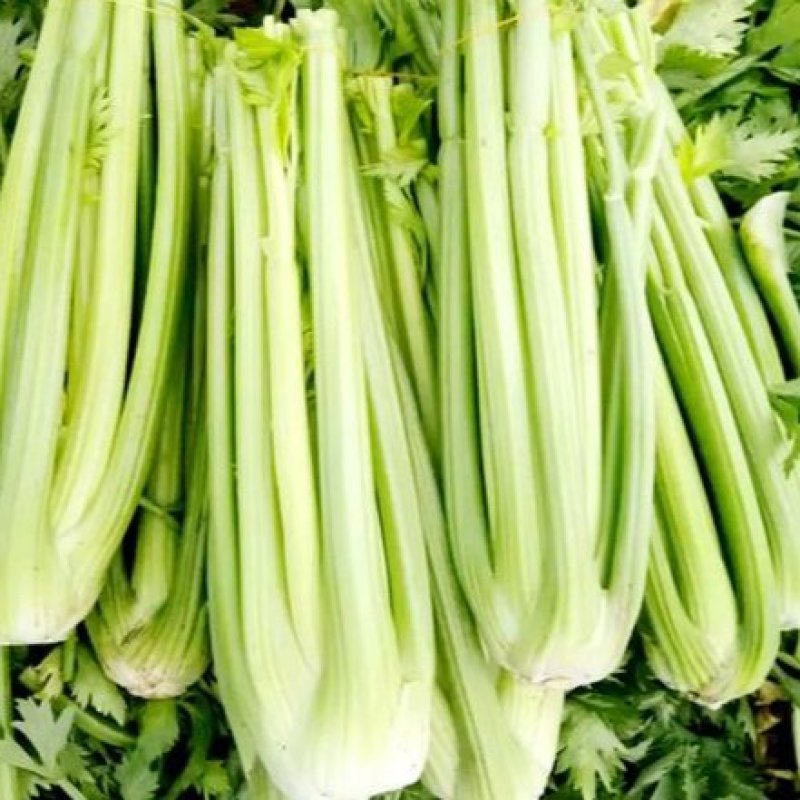 皇后芹菜种子原装西芹种子耐热芹菜100克装量大优惠