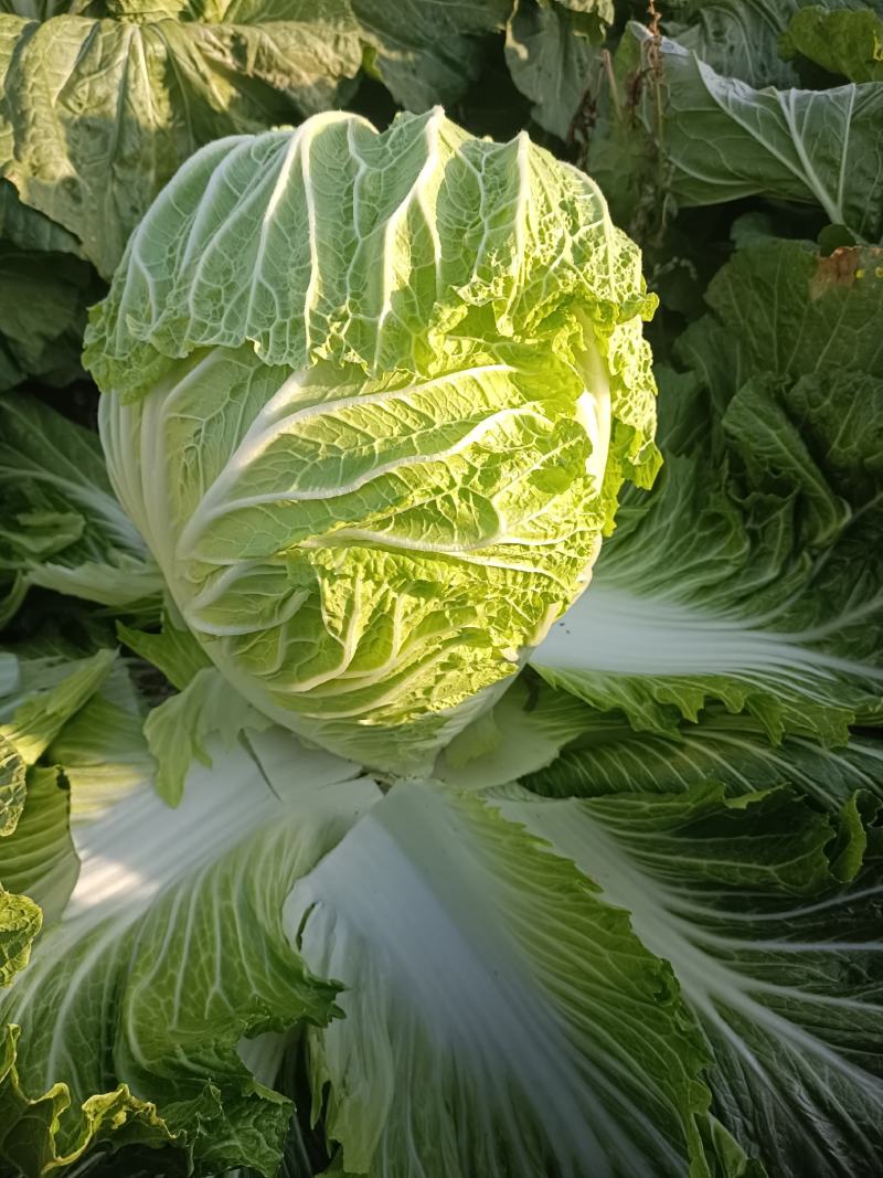 精品大白菜上市中，货源充足，产地直供，专业代收