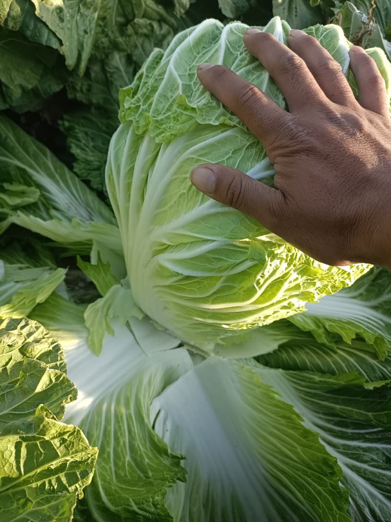 精品白菜，产地直供，货源充足，诚信经营，专业代收代发