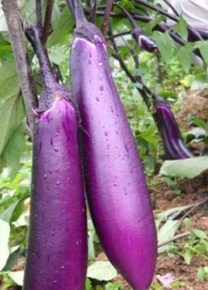 茄子种子紫红长茄中早熟茄子种籽四季播种农家蔬菜种子