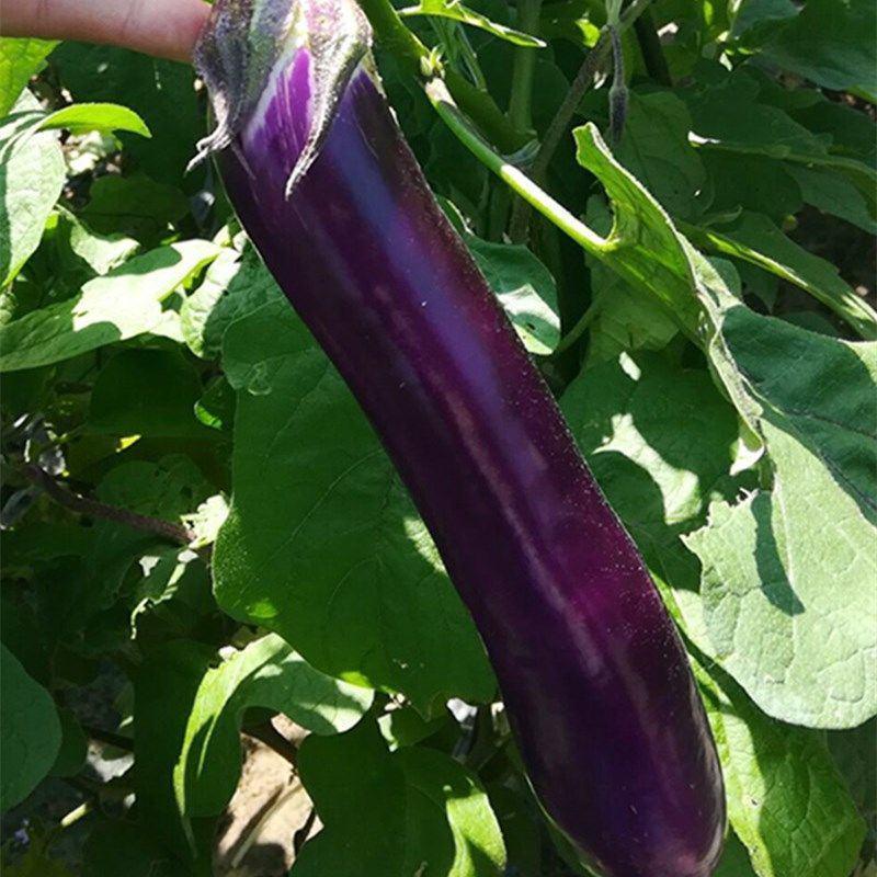 茄子种子紫红长茄中早熟茄子种籽四季播种农家蔬菜种子