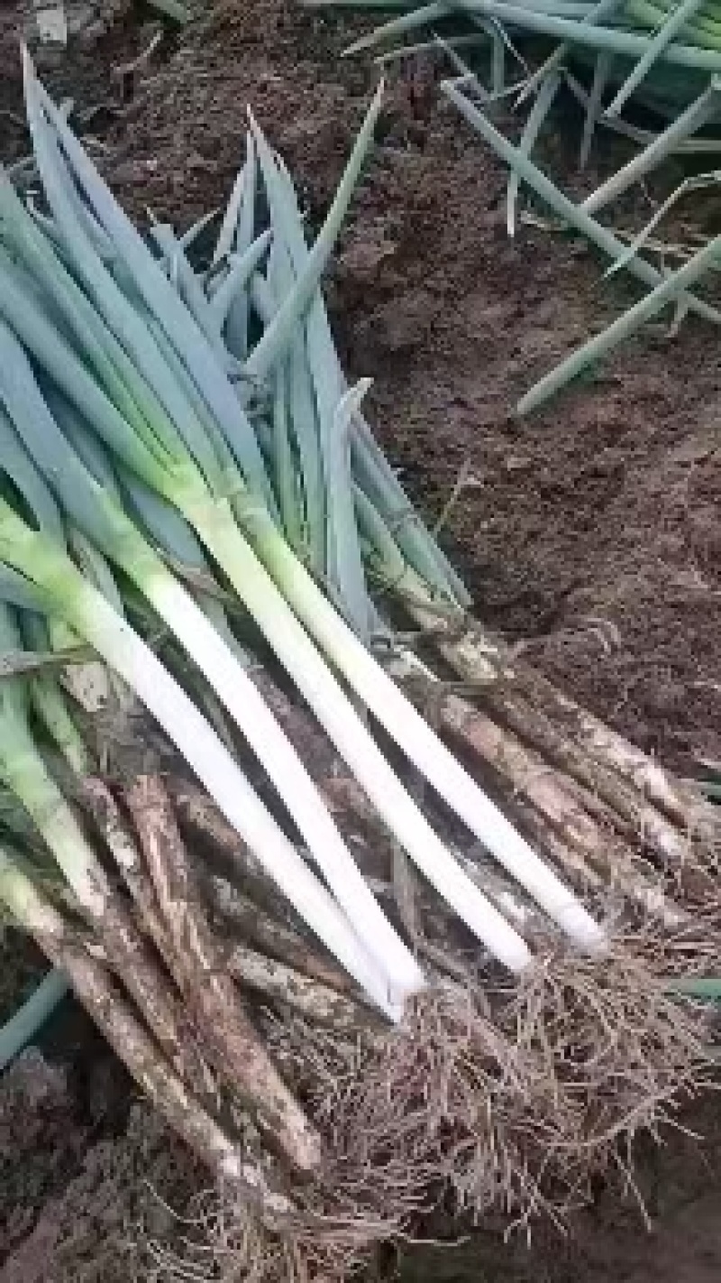 精品大葱大量上市中，货源充足，产地直供，专业代办代发