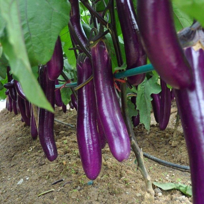 茄子种子紫红长茄中早熟茄子种籽四季播种农家蔬菜种子