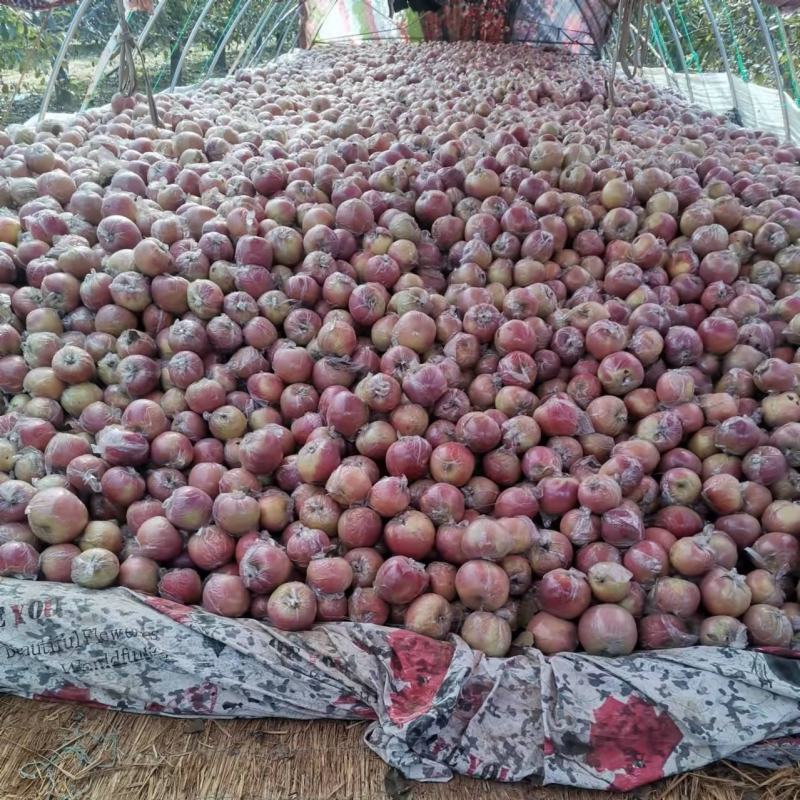 山东潍坊膜袋红富士苹果大量现货出售中，货源充足
