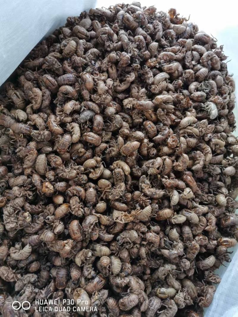 【精品】蝉蜕统货，产地直供，可视频看货，量大从优