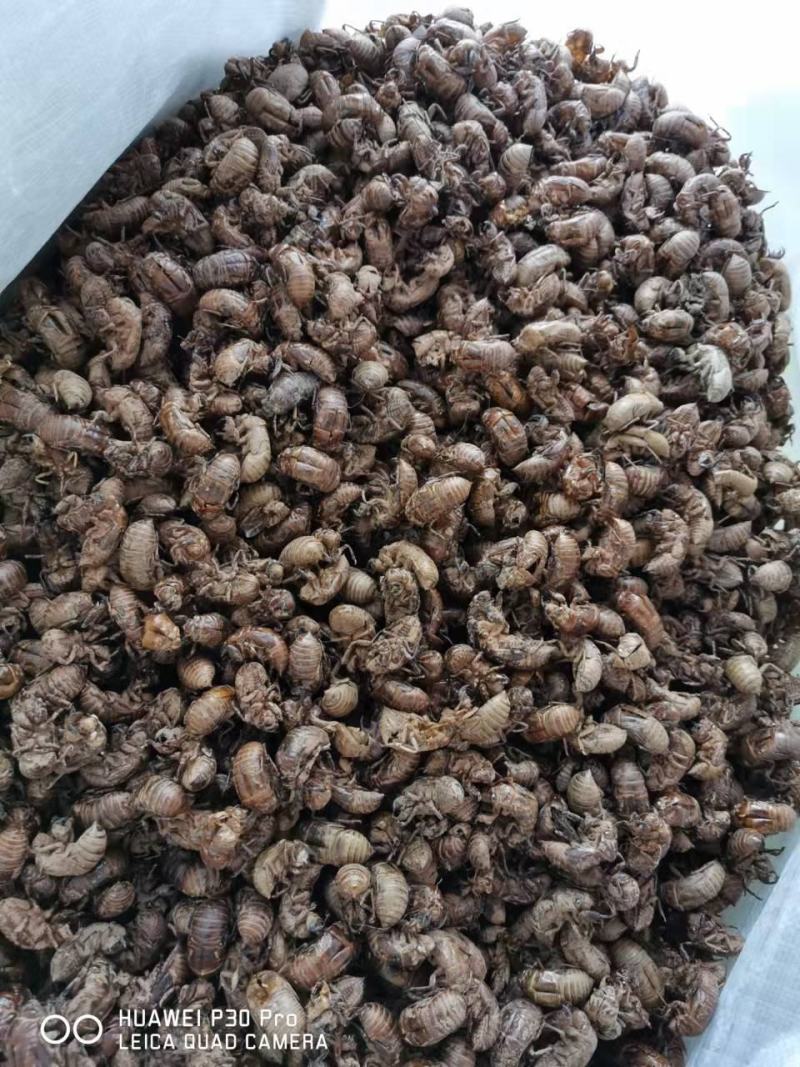 【精品】蝉蜕统货，产地直供，可视频看货，量大从优