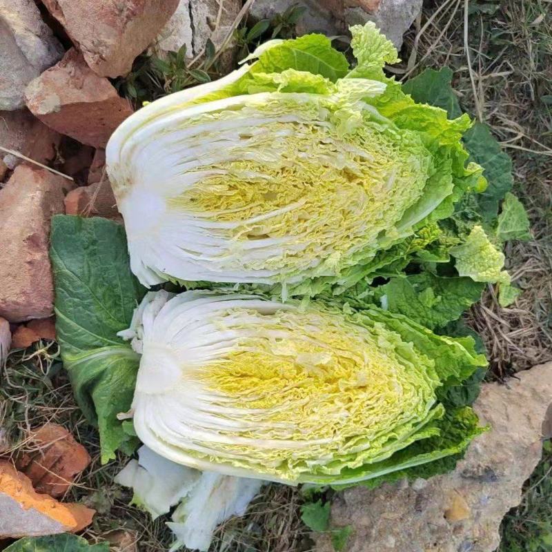 黄芯大白菜，货源充足，产地一手货源，承接市场超市团购
