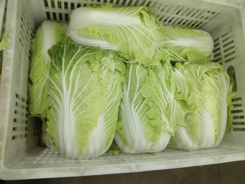 黄芯大白菜，货源充足，产地一手货源，承接市场超市团购