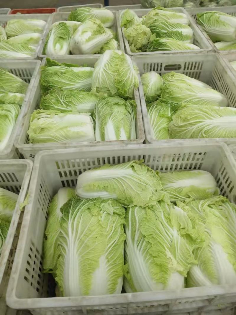 黄芯大白菜，货源充足，产地一手货源，承接市场超市团购