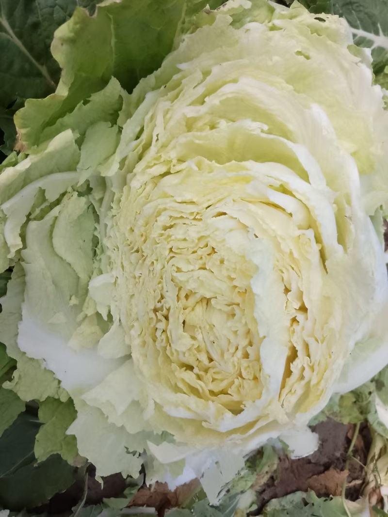 黄芯大白菜，货源充足，产地一手货源，承接市场超市团购