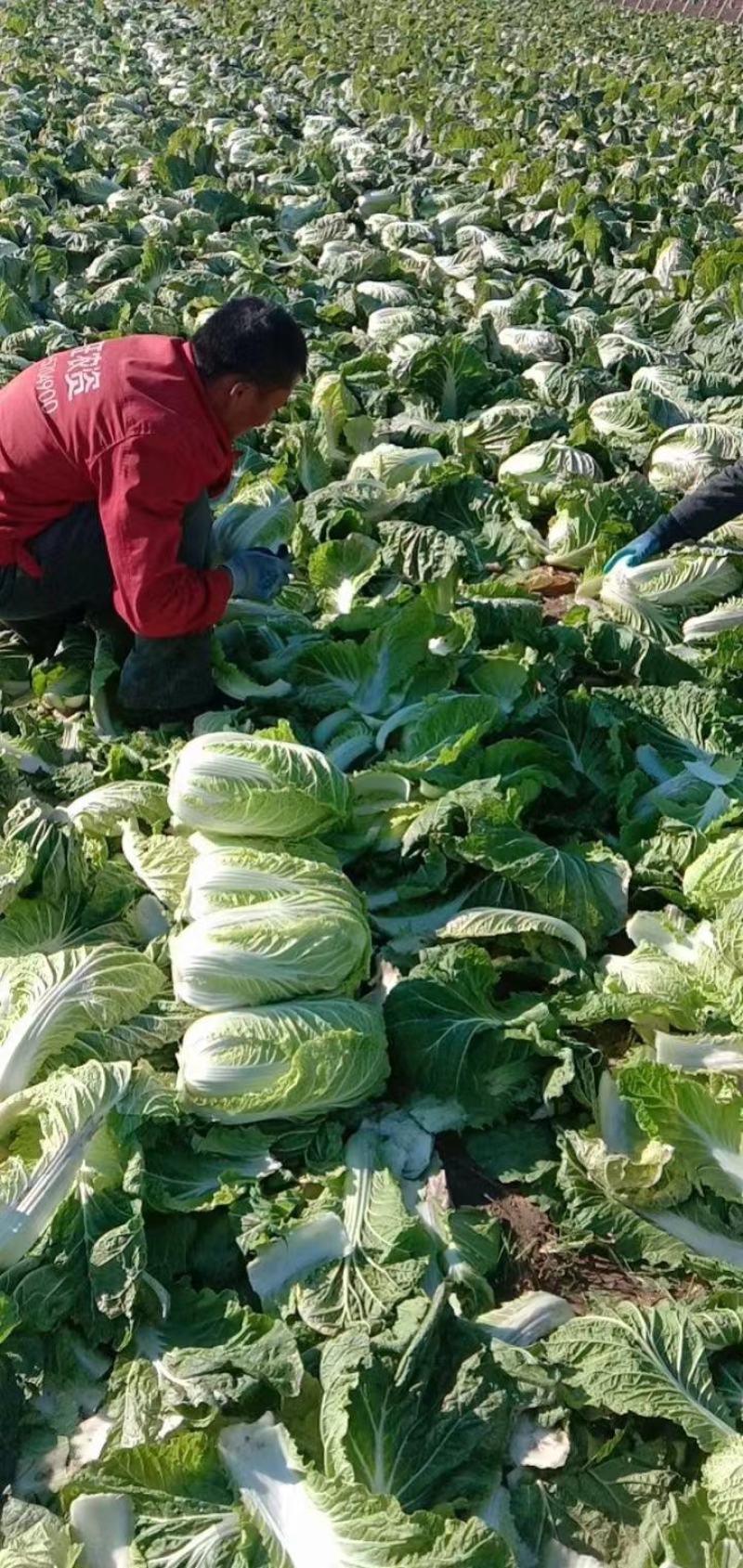 黄芯大白菜，货源充足，产地一手货源，承接市场超市团购