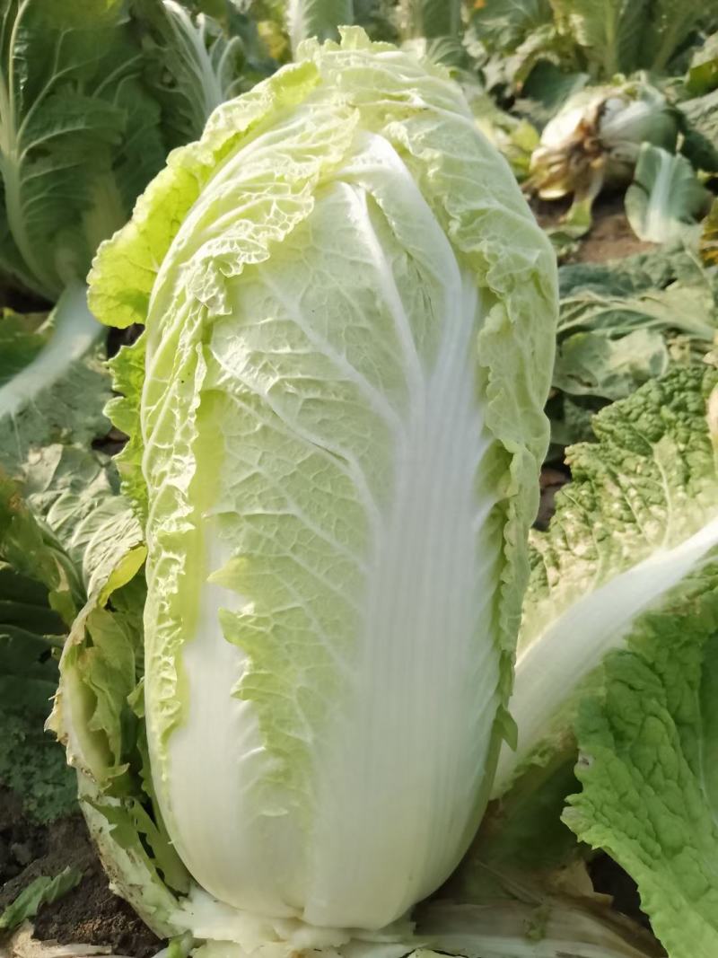 黄芯大白菜，货源充足，产地一手货源，承接市场超市团购