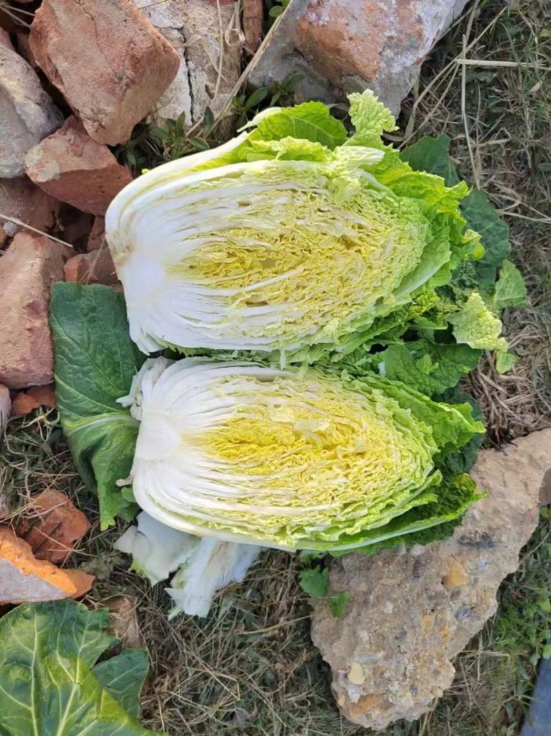 黄芯大白菜，货源充足，产地一手货源，承接市场超市团购