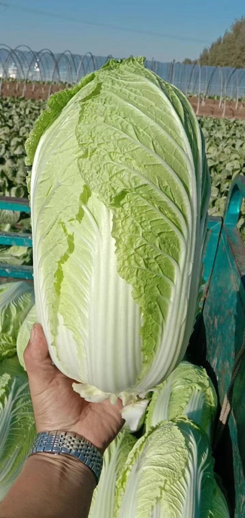 黄芯大白菜，货源充足，产地一手货源，承接市场超市团购