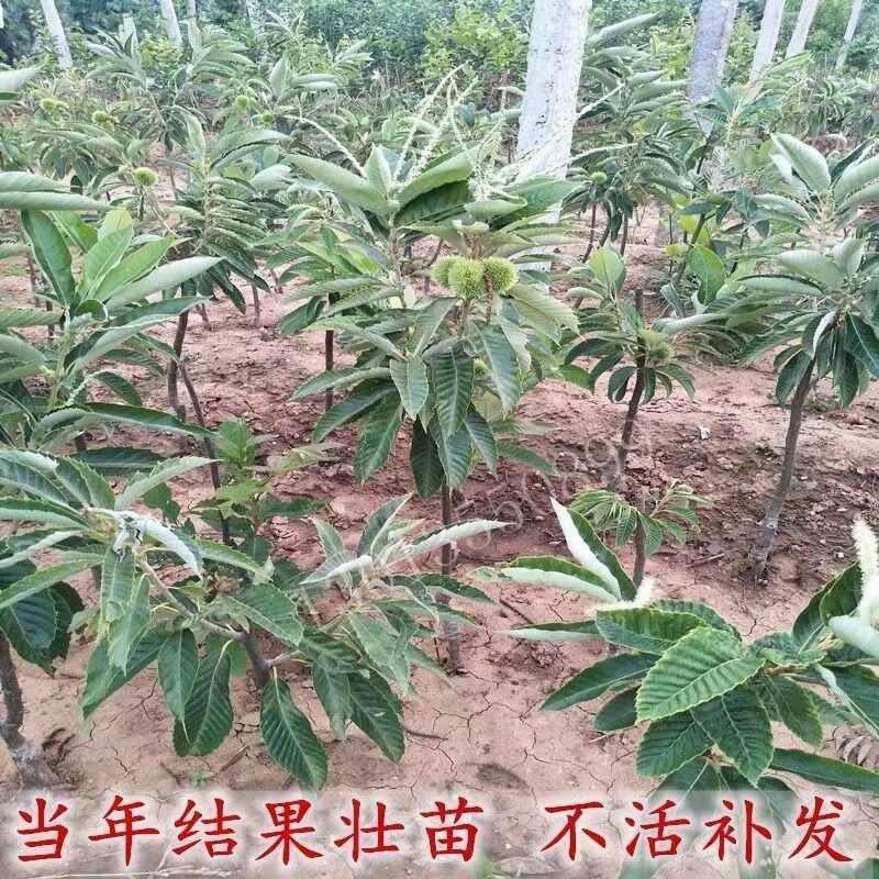 嫁接板栗苗大红袍板栗苗珍珠油栗苗量大签约包技术