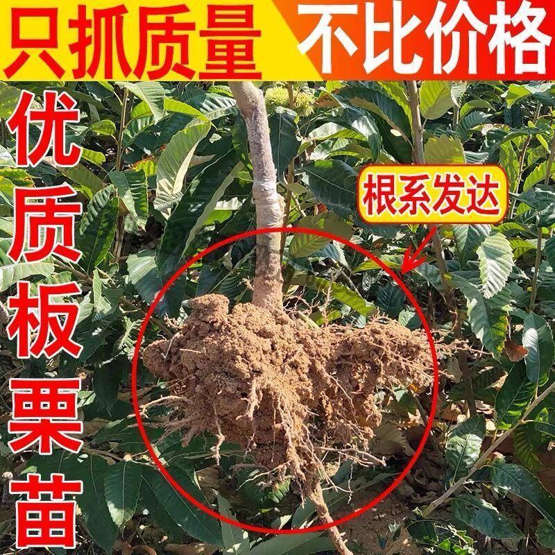 嫁接板栗苗大红袍板栗苗珍珠油栗苗量大签约包技术