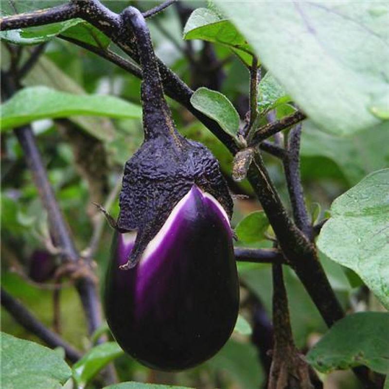 原装特大紫灌茄子种子早春茄子牛心茄种籽高产抗病春秋四季