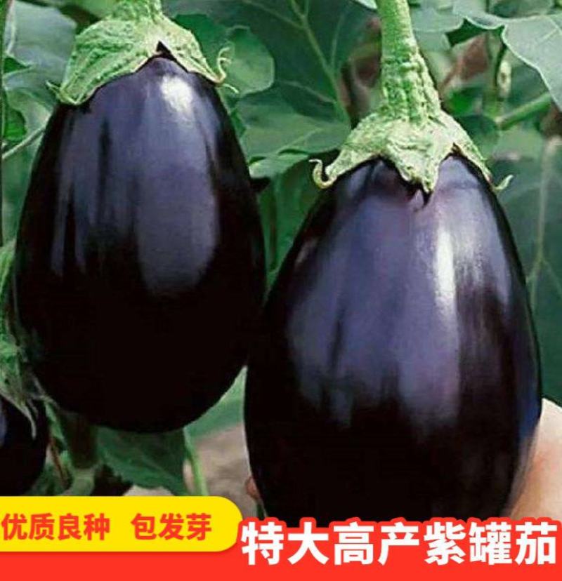 原装特大紫灌茄子种子早春茄子牛心茄种籽高产抗病春秋四季