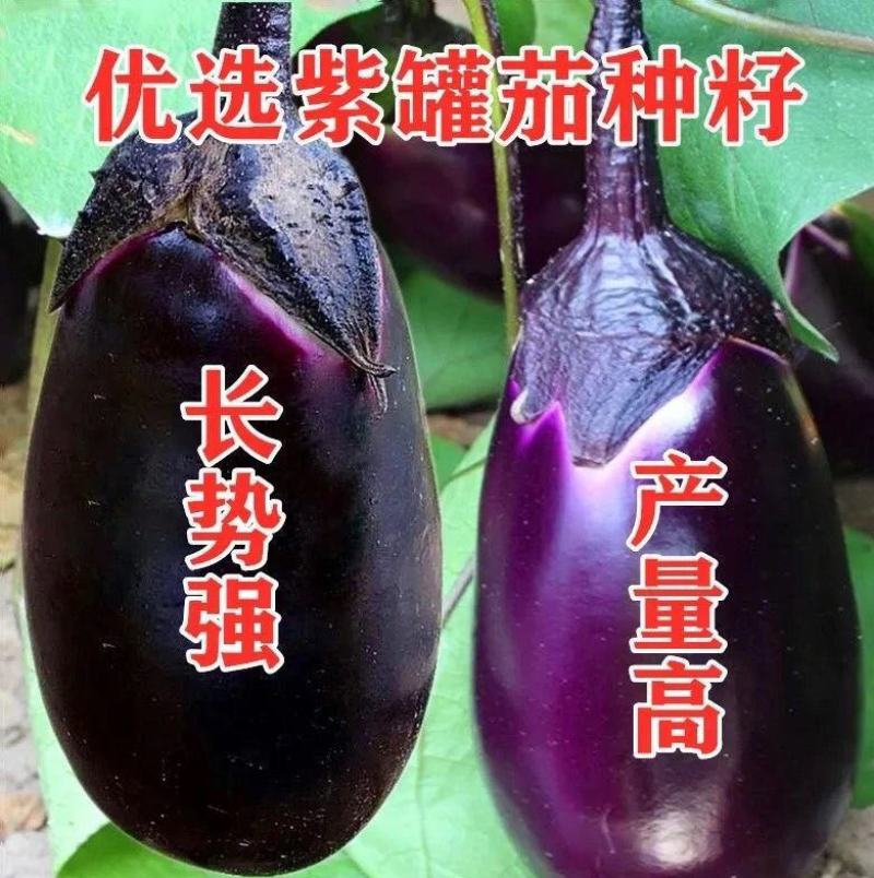 原装特大紫灌茄子种子早春茄子牛心茄种籽高产抗病春秋四季