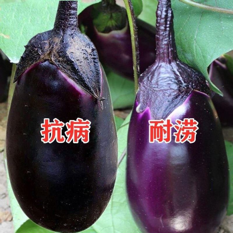原装特大紫灌茄子种子早春茄子牛心茄种籽高产抗病春秋四季