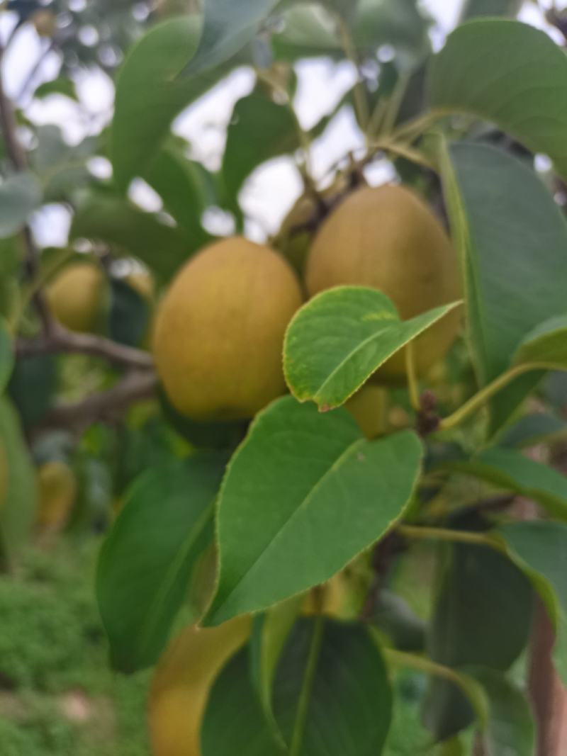 山西运城红香酥梨产地大量上市，皮薄，脆甜多汁，糖度高。