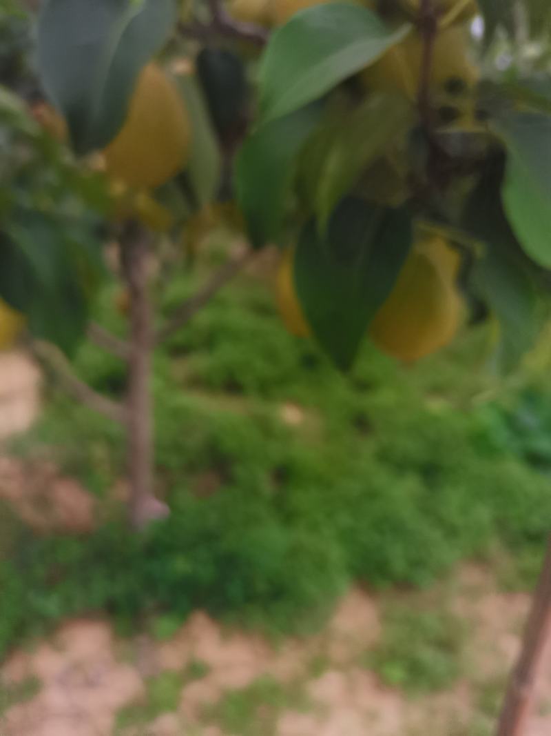山西运城红香酥梨产地大量上市，皮薄，脆甜多汁，糖度高。
