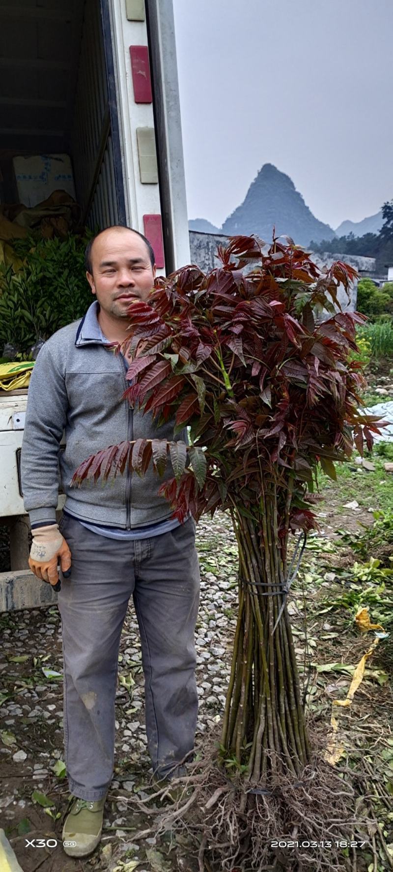红芽香椿苗香椿苗菜椿苗100株起发货包邮