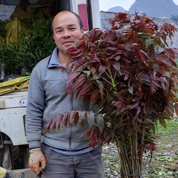 红芽香椿苗香椿苗菜椿苗100株起发货包邮