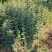 湖北省利川大叶女贞，基地直发，量大质优，大量现货