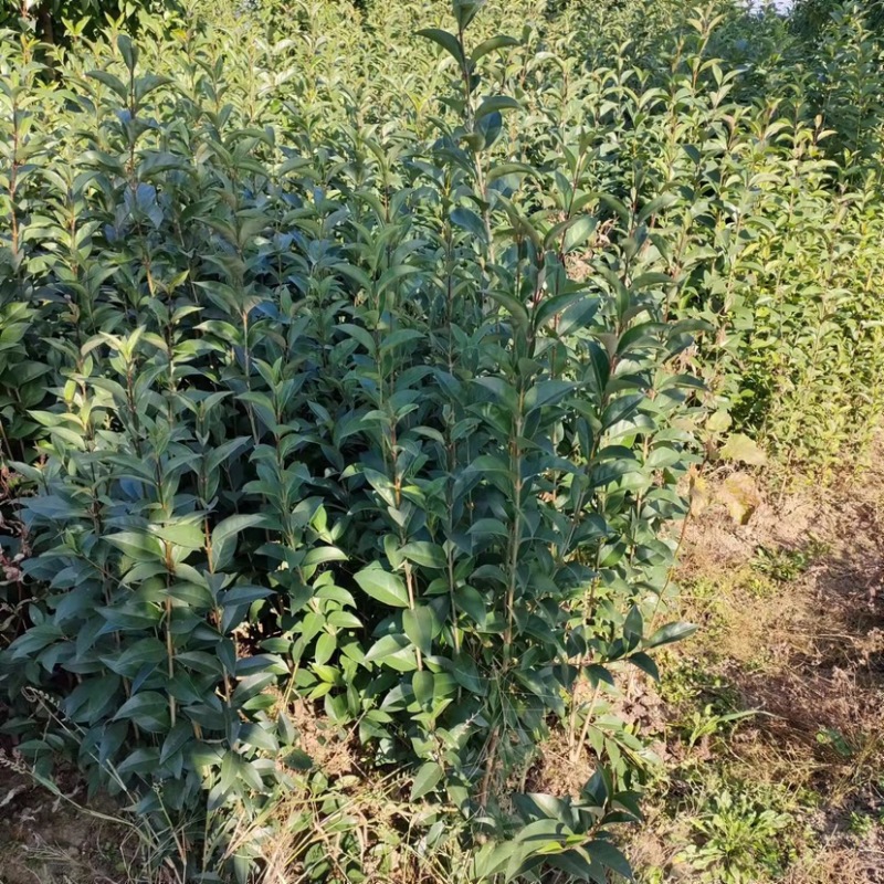 湖北省利川大叶女贞，基地直发，量大质优，大量现货