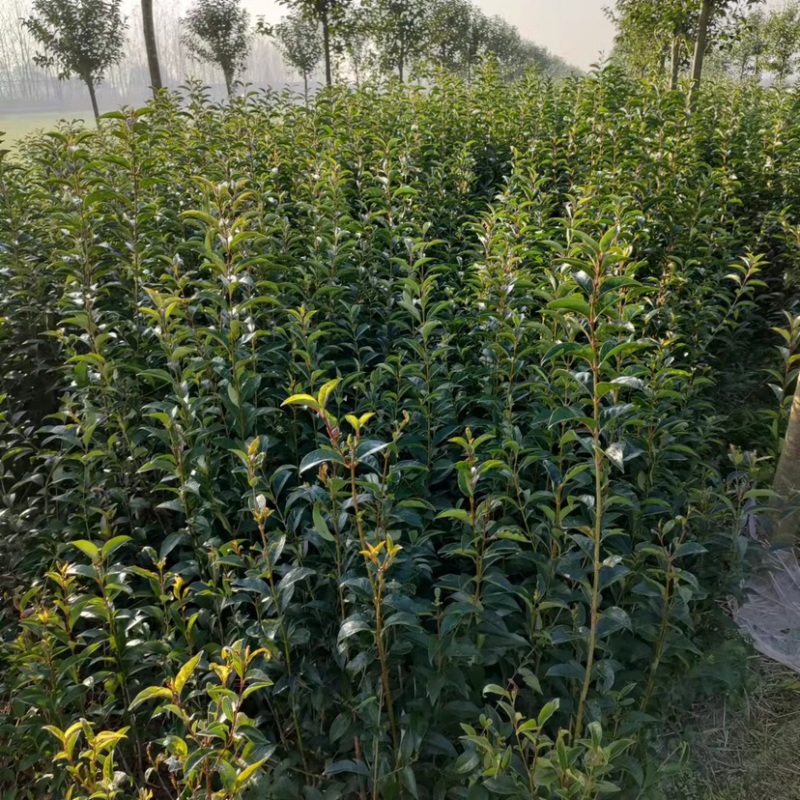 湖北省利川大叶女贞，基地直发，量大质优，大量现货