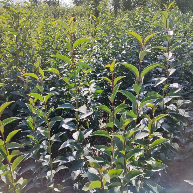 湖北省利川大叶女贞，基地直发，量大质优，大量现货