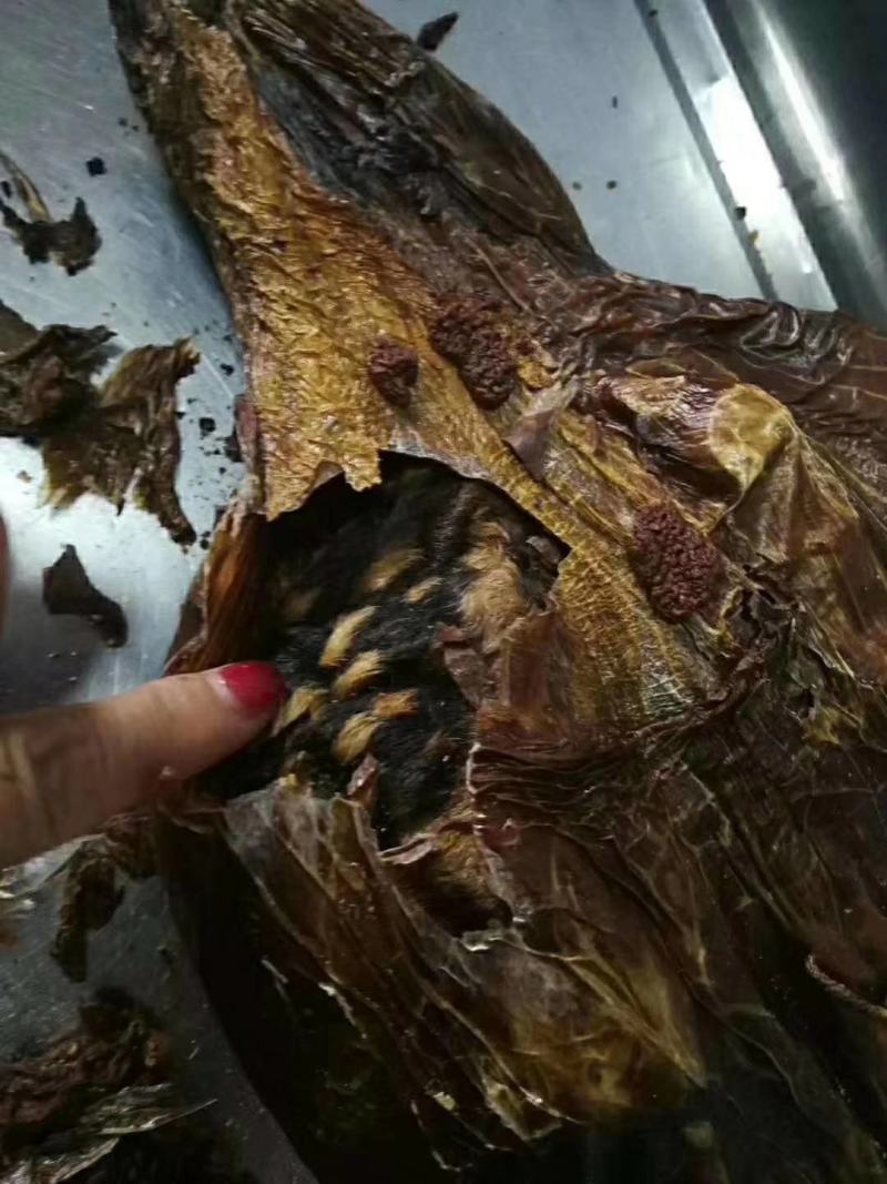 老御头正宗梅花鹿胎1000g左右一个产地直批女士多多吃