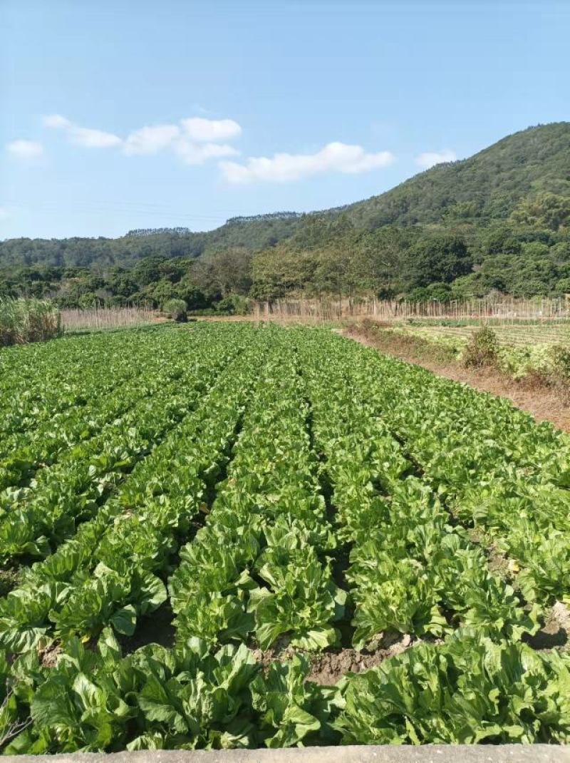 饶平包心芥菜芥菜球基地种植大量供应