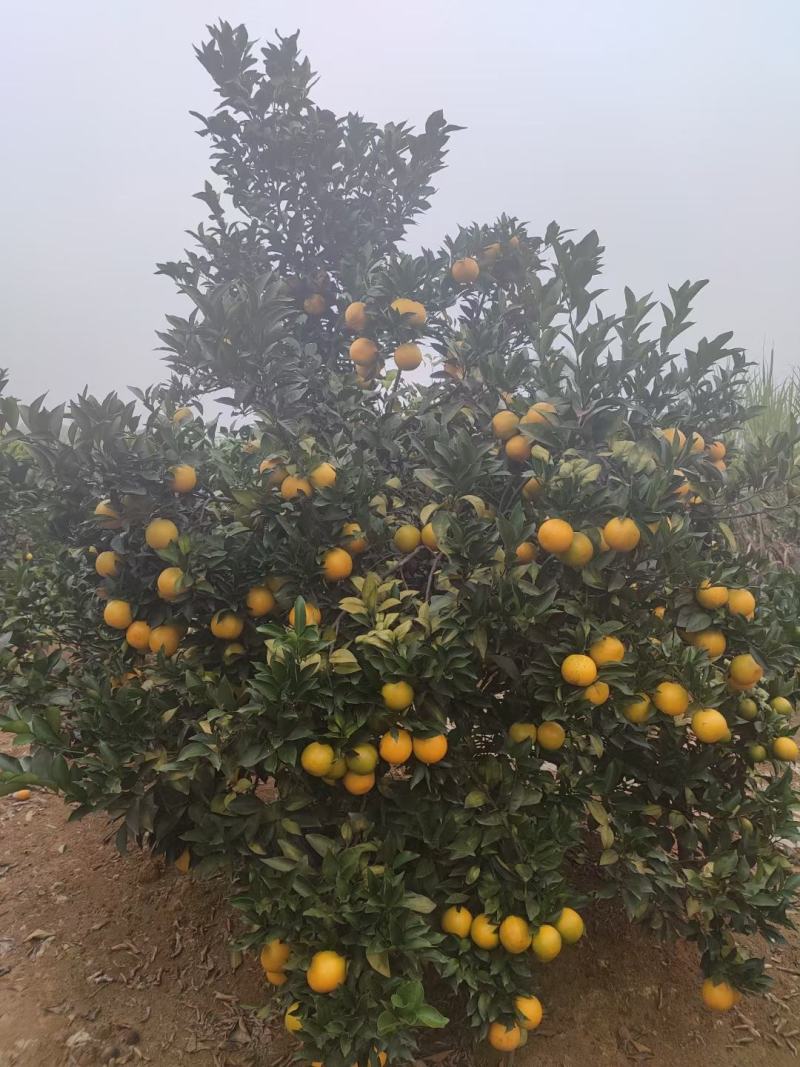 广西崇左市扶绥县红江橙大量供应，需要的老板联系我了..