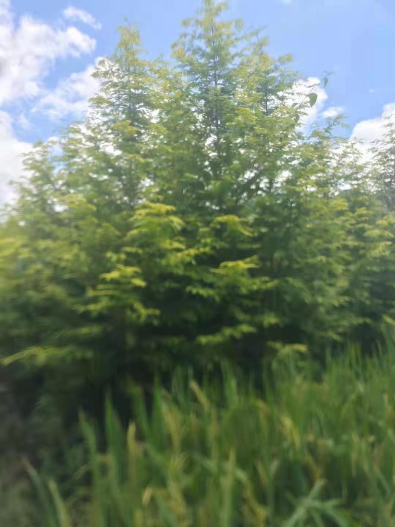 【精品】水杉苗，湖北水杉，基地直发，大量现货全国供应