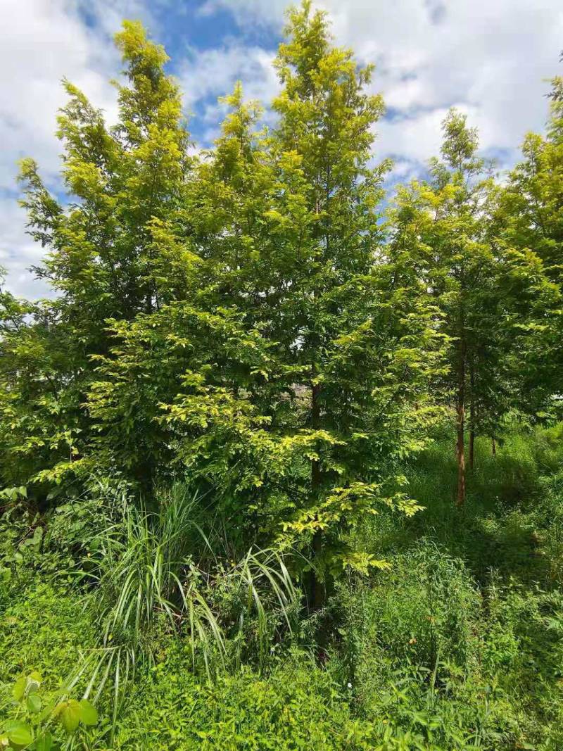 【精品】水杉苗，湖北水杉，基地直发，大量现货全国供应