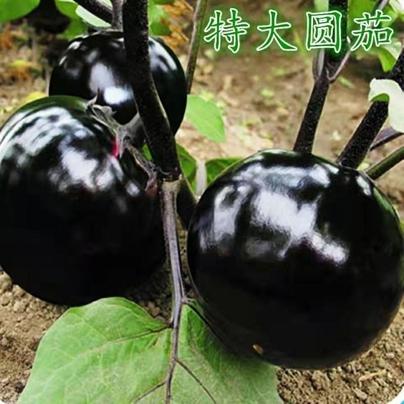 黑圆茄种子紫黑圆茄种子黑龙快圆茄蔬菜种子大圆茄子