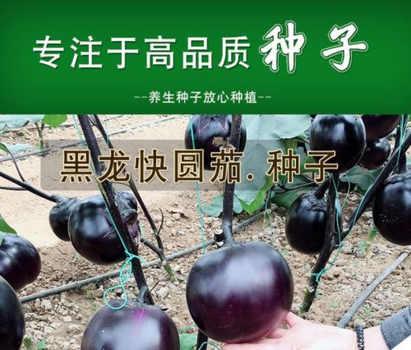 黑圆茄种子紫黑圆茄种子黑龙快圆茄蔬菜种子大圆茄子