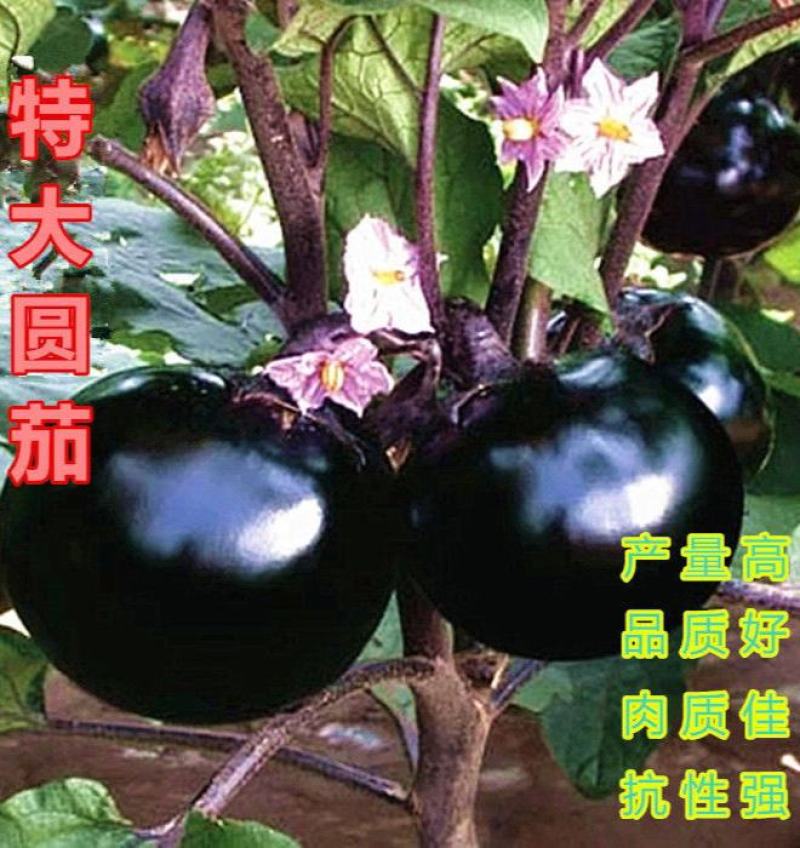 黑圆茄种子紫黑圆茄种子黑龙快圆茄蔬菜种子大圆茄子
