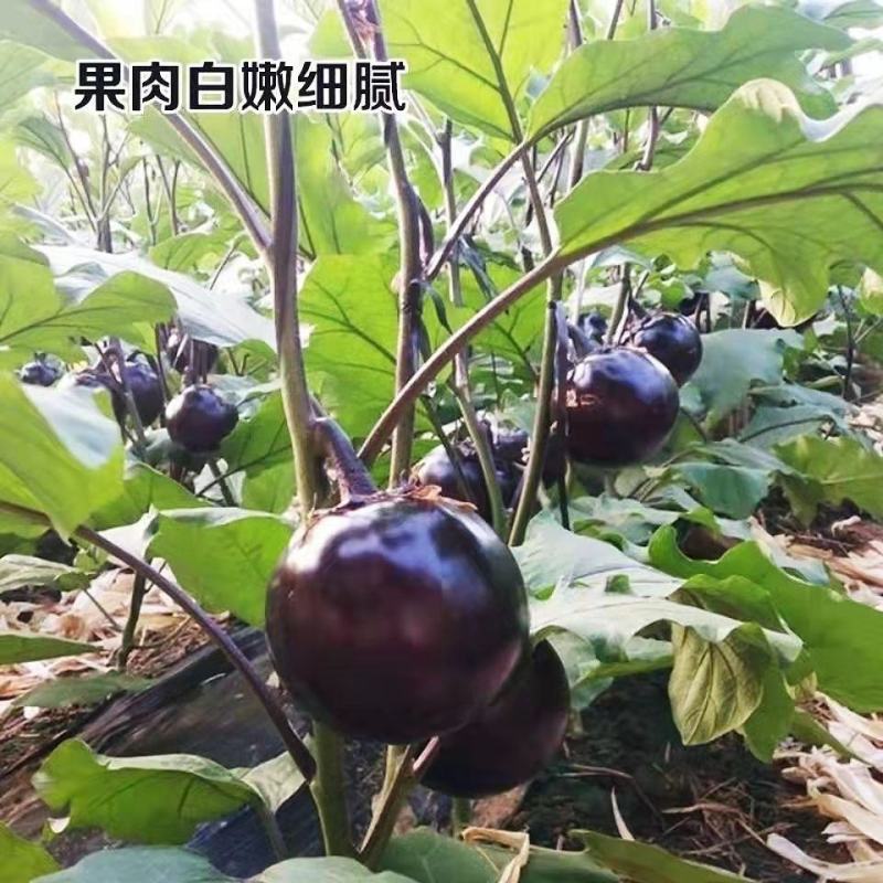 黑圆茄种子紫黑圆茄种子黑龙快圆茄蔬菜种子大圆茄子