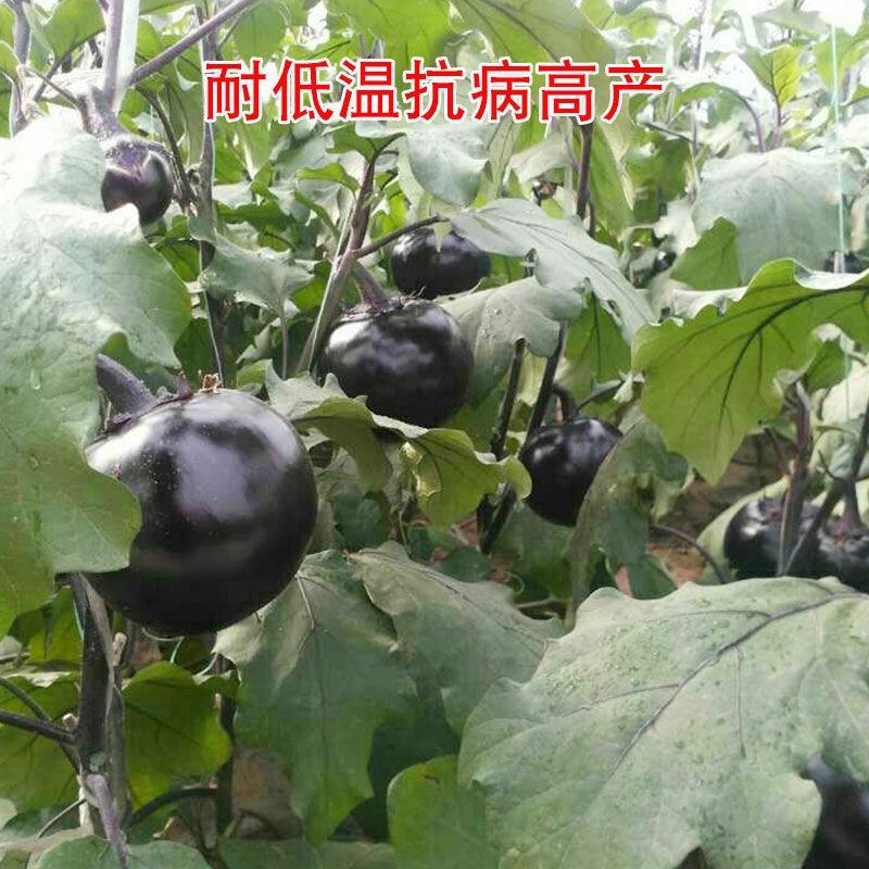 黑圆茄种子紫黑圆茄种子黑龙快圆茄蔬菜种子大圆茄子